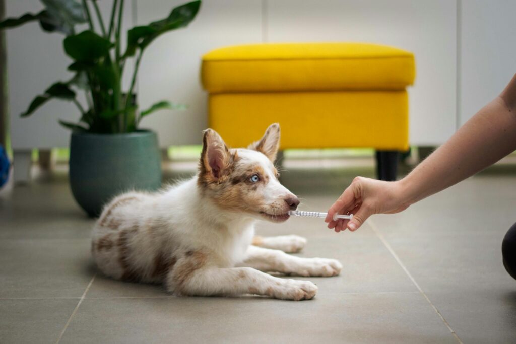 Find Dog Hospitals: Where Your Pup’s Health Comes First