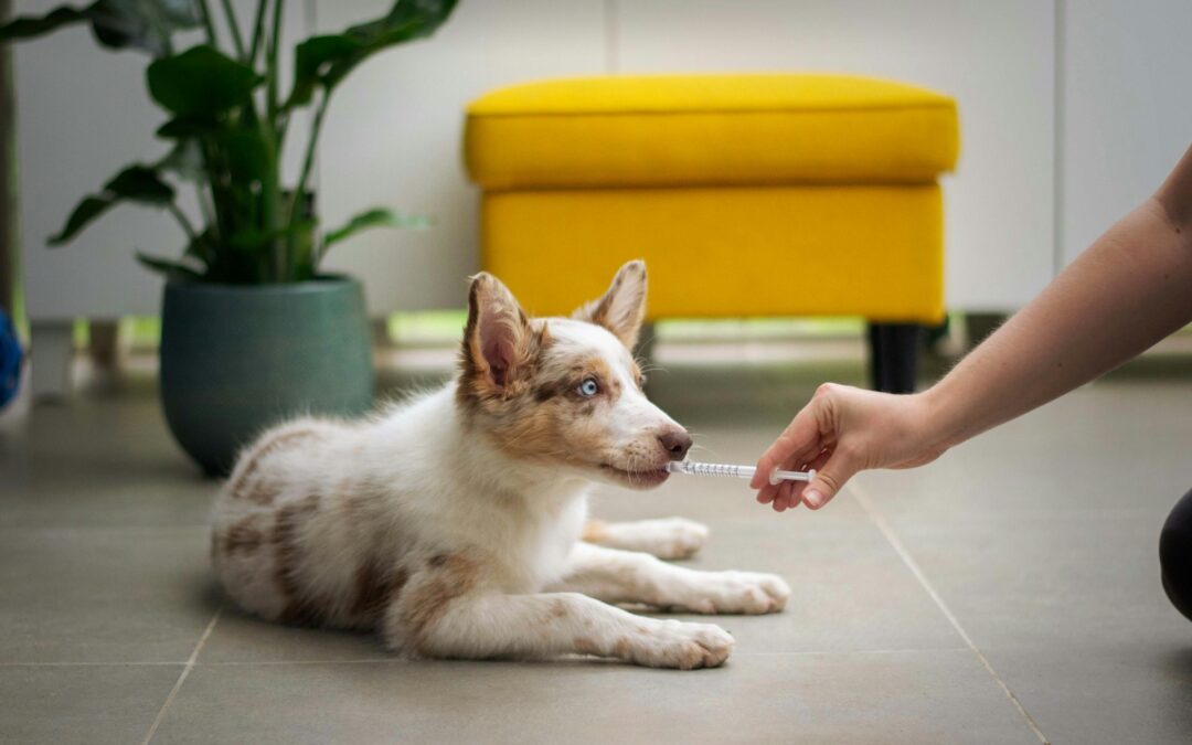 Find Dog Hospitals: Where Your Pup’s Health Comes First